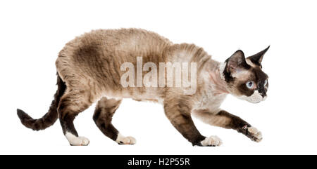 Devon rex cat sneaking isolated on white Stock Photo