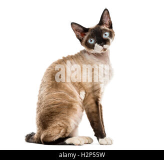 Side view of a Devon rex sitting and staring isolated on white Stock Photo