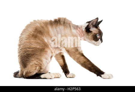 Devon rex sitting and playing isolated on white Stock Photo