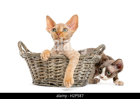 Two Devon rex kittens playing relaxed in a wicker basket isolated on white Stock Photo