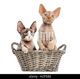 Young Devon rex in a wicker basket isolated on white Stock Photo