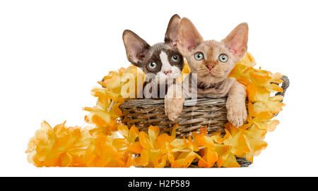 two Devon rex kittens in a wicker basket with yellow paper chain isolated on white Stock Photo