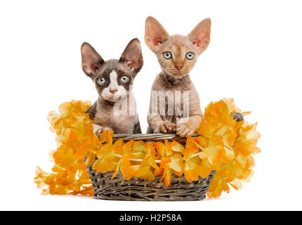 two Devon rex kittens in a wicker basket with yellow paper chain isolated on white Stock Photo
