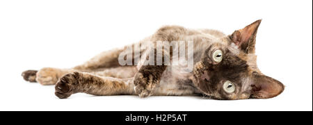 Devon rex cat lying down isolated on white Stock Photo