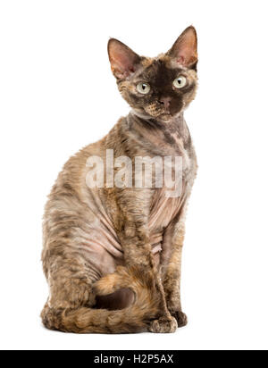 Side view of a Devon rex cat sitting isolated on white Stock Photo