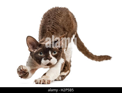 Front view of a Devon rex cat stretching isolated on white Stock Photo