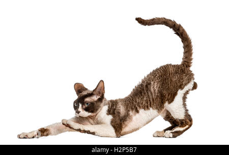 Side view of a Devon rex cat stretching isolated on white Stock Photo