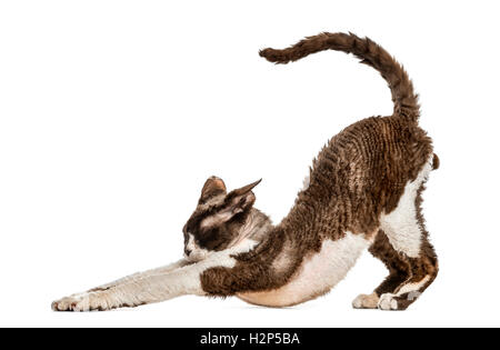 Side view of a Devon rex cat stretching isolated on white Stock Photo