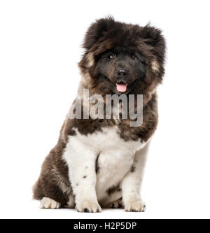 American Akita sitting, 7 months old, isolated on white Stock Photo