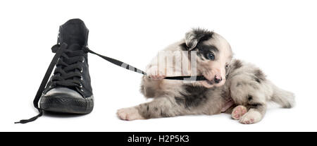 21 days old crossbreed dog playing, shoe, isolated on white Stock Photo