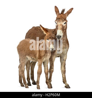 Mother provence donkey and her foal isolated on white Stock Photo