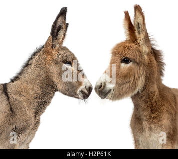 Close up of two young Provence donkey, foal looking at each other isolated on white Stock Photo