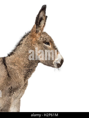 Close up of a young provence donkey isolated on white Stock Photo