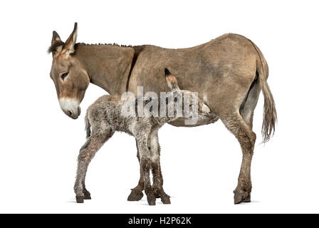 Mother provence donkey and her foal feeding isolated on white Stock Photo