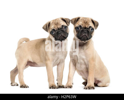 Two Pug puppies, 3 months old, isolated on white Stock Photo