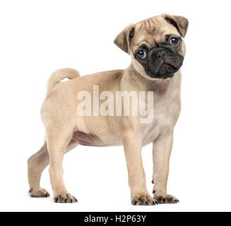 Pug puppy, 3 months old, standing and looking at camera with tilted head, isolated on white Stock Photo
