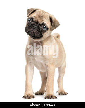 Pug puppy, 3 months old, standing and looking away from camera, isolated on white Stock Photo