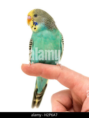 Budgerigar parakeet perched on a finger isolated on white Stock Photo
