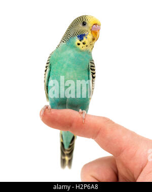 Budgerigar parakeet perched on a finger isolated on white Stock Photo