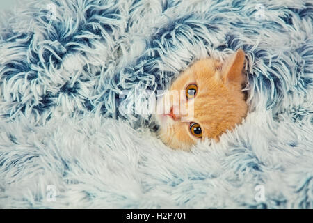 Cute little red kitten peeking out from under the soft warm blue blanket Stock Photo