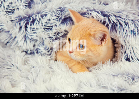Cute little red kitten peeking out from under the soft warm blue blanket Stock Photo