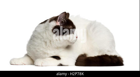 Side view of a British Shorthair cat lying down and looking away isolated on white Stock Photo