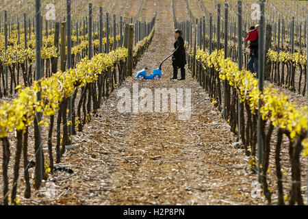 A family walk through this years vines as the come into leaf at Hambledon Vineyard situated on the South Downs Stock Photo