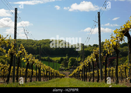 This years vines come into leaf at Hambledon Vineyard situated on the South Downs near Waterlooville in Hampshire Stock Photo