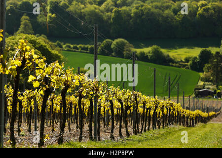 This years vines come into leaf at Hambledon Vineyard situated on the South Downs near Waterlooville in Hampshire May 20, 2015. Stock Photo