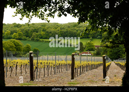 This years vines come into leaf at Hambledon Vineyard situated on the South Downs Stock Photo