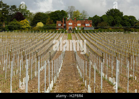 This years vines come into leaf at Hambledon Vineyard situated on the South Downs near Waterlooville in Hampshire May 20, 2015. Stock Photo