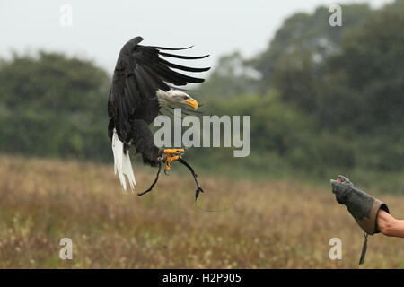 Close up of a Bald Eagle landing on a falconer's glove in the rain Stock Photo