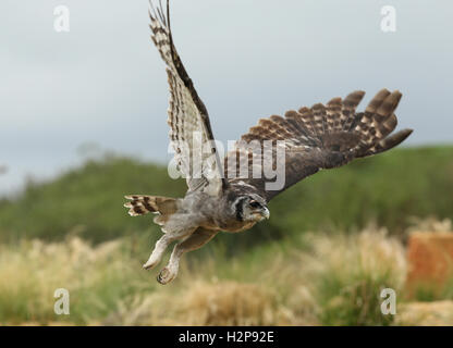 Close up of a Verreaux's Eagle Owl in flight Stock Photo