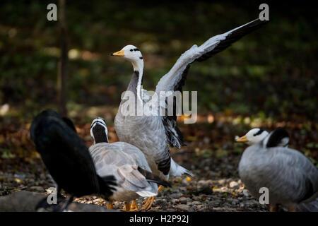 Bar-headed goose,Streifengans,Anserindicus,Vogel,Wasservogel, Bird, Stock Photo
