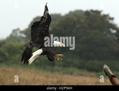 Close up of a Bald Eagle landing on a falconer's glove in the rain Stock Photo