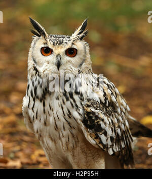 Close up of an Eagle Owl in woodland Stock Photo