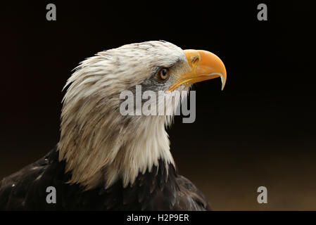 Portrait up of a Bald Eagle Stock Photo