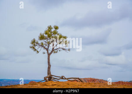 Lone pine tree and overground roots on the lip of a canyon in Bryce Canyon in Utah USA Stock Photo