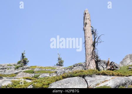 Dead lone pine tree on granite rock landscape at Sierra Nevada, California, USA Stock Photo