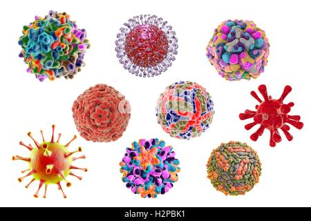 Human pathogenic viruses, computer illustration. Stock Photo