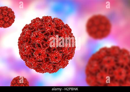 Human papilloma virus (HPV), computer illustration. HPV causes warts, which mostly occur on the hands and feet. Certain strains also infect the genitals. Although most warts are non-malignant (not cancerous), some strains of HPV have been associated with Stock Photo
