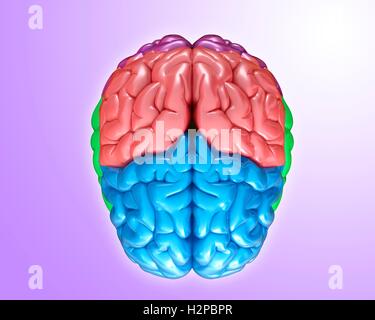 Regions of the Brain Stock Photo - Alamy