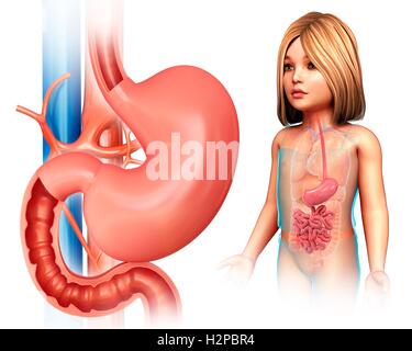 Illustration of a child's small intestine anatomy. Stock Photo