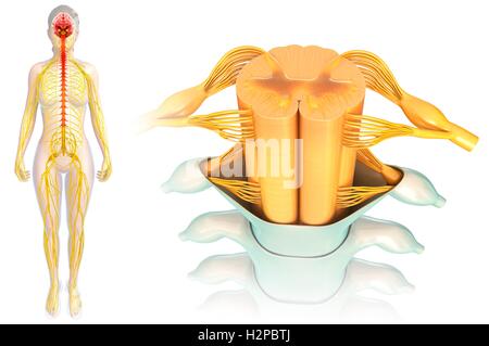 Spinal cord anatomy, illustration Stock Photo - Alamy