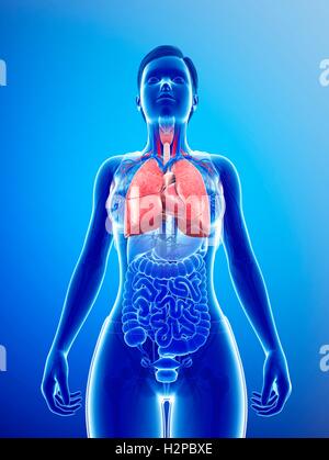 Illustration of female respiratory system. Stock Photo