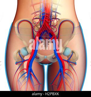 Illustration of female pelvic blood vessels. Stock Photo