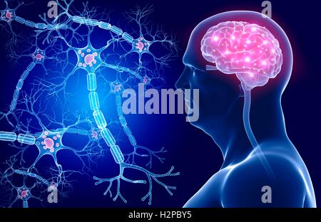 Illustration of a human brain and nerve cells. Stock Photo