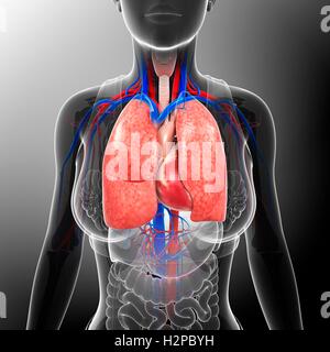 Illustration of female respiratory system. Stock Photo