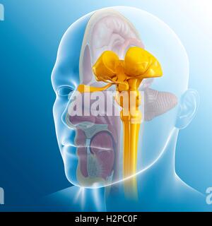 Illustration of human midbrain anatomy Stock Photo Biology Diagrams