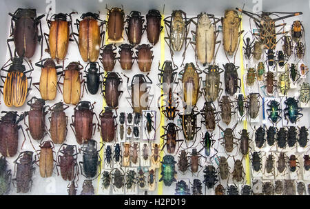 Collection of beetle with pin.Insect collection of entomologist. A rare collection of beetles in a showcase collector. Stock Photo